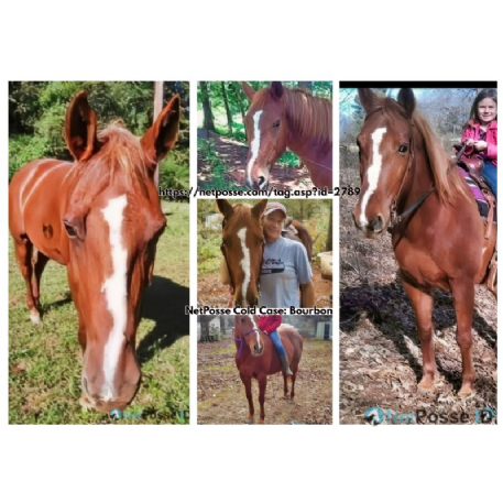 SEARCHING FOR Horse - Bourbon