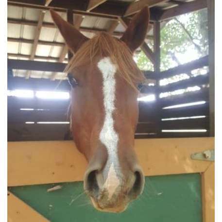 FOUND QH blaze with 1/2 pastern Horse