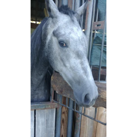 MISSING Horse - Candy - REWARD