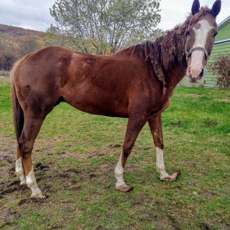 FOUND Warmblood, QH/TB mix Horse