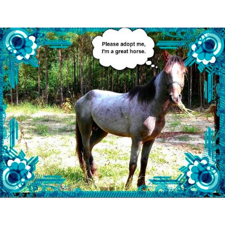 FOUND Gaited pony Horse