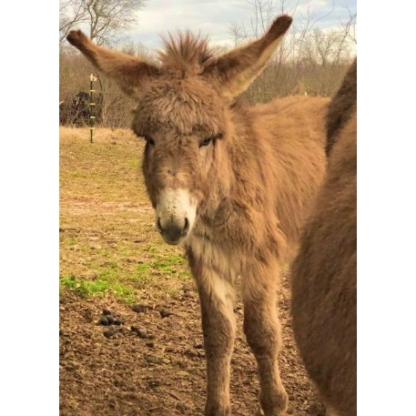 RECOVERED Donkey - Tater