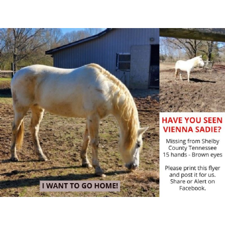 MISSING Horse - Vienna Sadie