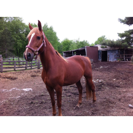 MISSING Horse - Sunfire