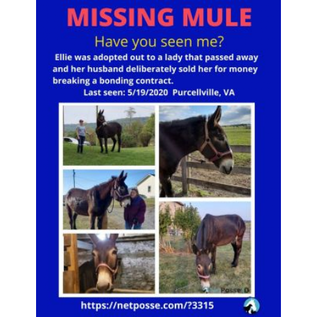 RECOVERED Mule - Ellie