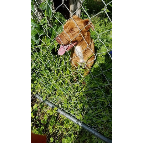 FOUND Red Pitbull or mix Dog