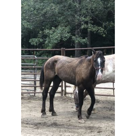 STOLEN Horse - Diesel