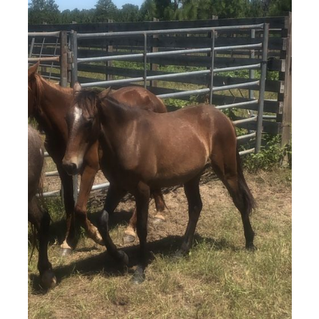 STOLEN Horse - Rocket - REWARD