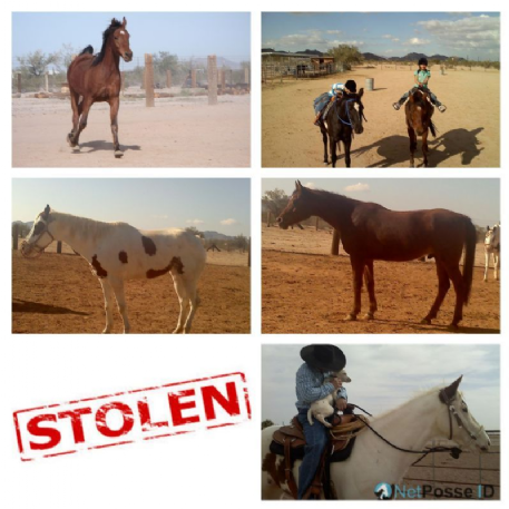 STOLEN Horse - Chestnut