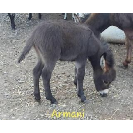 MISSING Donkey - Armani