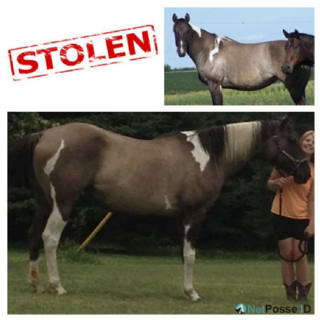 STOLEN Horse - Sierra