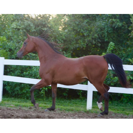 SEARCHING FOR Horse - Baheeg Al Shaqab (Brody)