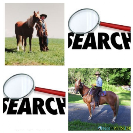 SEARCHING FOR Horse - Copper