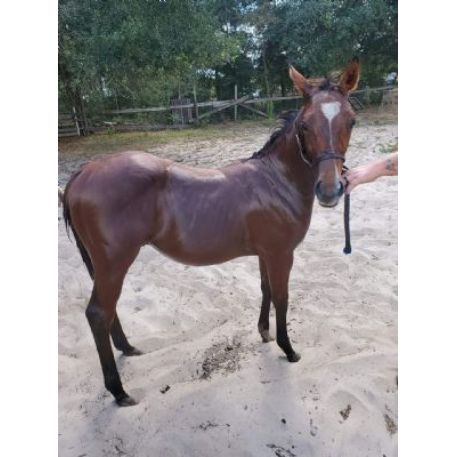 MISSING Horse - Bear BH BOSTONS SPARK