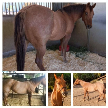 STOLEN Horse - Gracie - REWARD