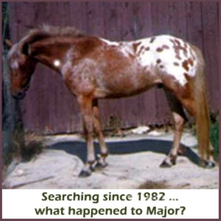 MISSING Horse - Major's Pride