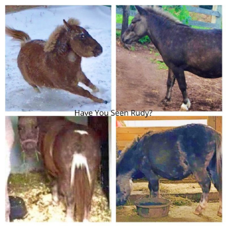 RECOVERED Mule - Mini-Mule Rudy - REWARD