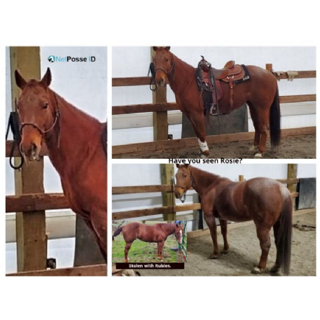 MISSING Horse - Rosie