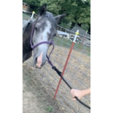 MISSING Horse - Jax