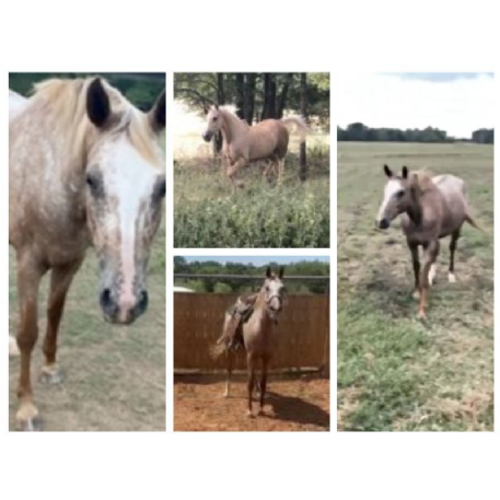 MISSING Horse - Lindie