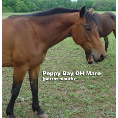 STOLEN Horse - More Hot Peppy