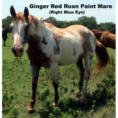 STOLEN Horse - Opt To Impress - Ginger