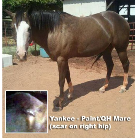 STOLEN Horse - Yankee