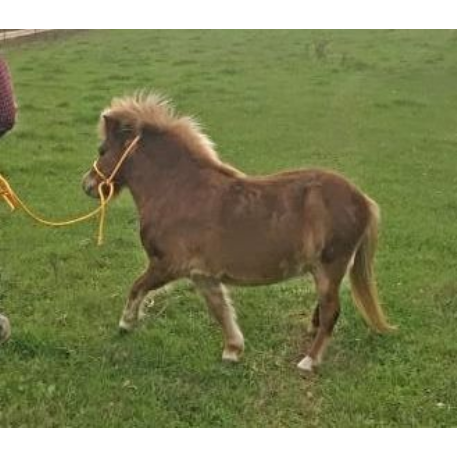 FOUND Miniature  Horse