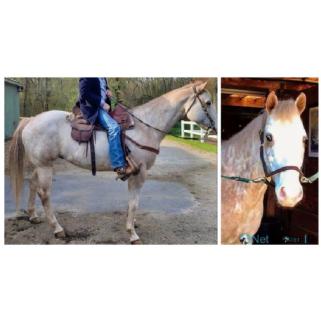 RECOVERED Horse - THINK IMA HOTSHOT a.k.a. HOT SHOT