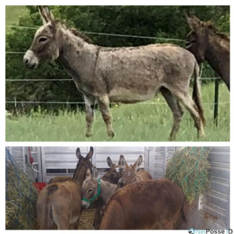 STOLEN Donkey - Mudpie