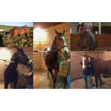 STOLEN Horse - Bea