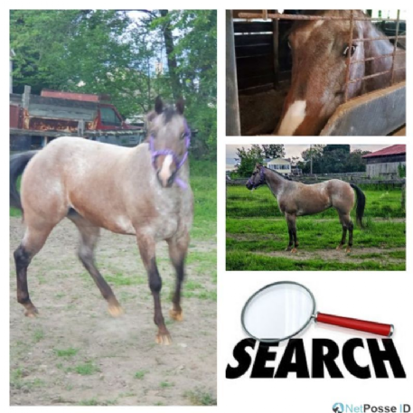 SEARCHING FOR Horse - Shorty