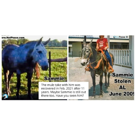 MISSING Mule - Sammie