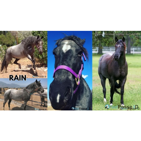 MISSING Horse - Rain