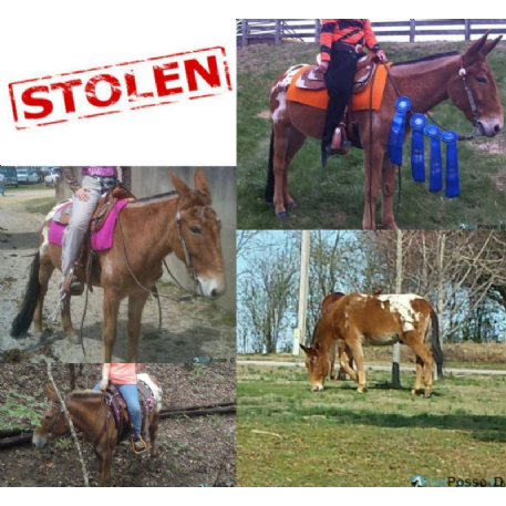 STOLEN Horse - Cruising Cochise