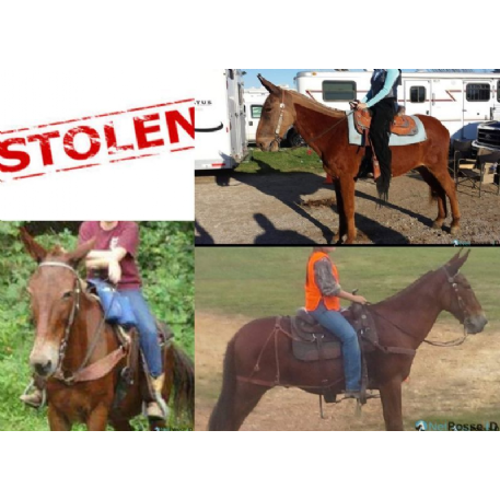 STOLEN Horse - Maxamillion