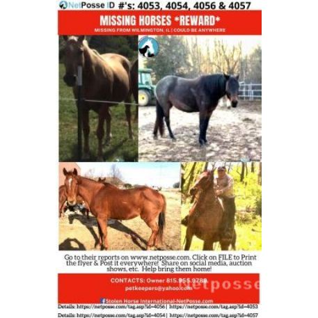 RECOVERED Horse - Dixie - RECOVERED - REWARD