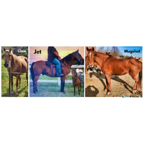 MISSING Horse - Jet - REWARD