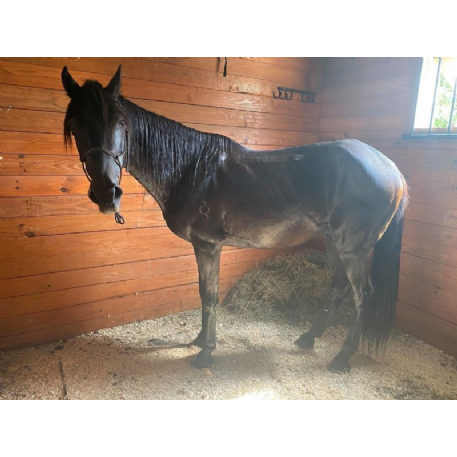 STOLEN Horse - APOSTOL DE LA QUINTA