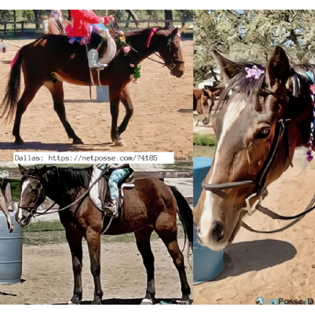 STOLEN Horse - Dallas