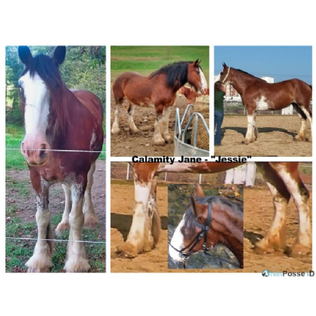 MISSING Horse - Jesse - REWARD