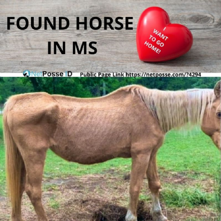 FOUND Palomino Horse