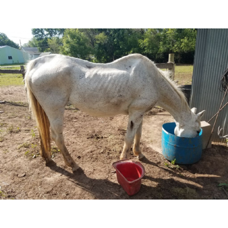 FOUND Appaloosa Horse