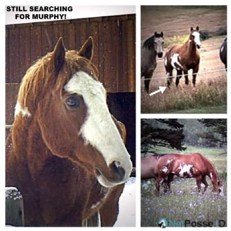 MISSING Horse - Murphy - AJ ROBIN DOMINGO - REWARD