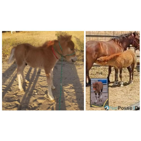 STOLEN Horse - Speedy 