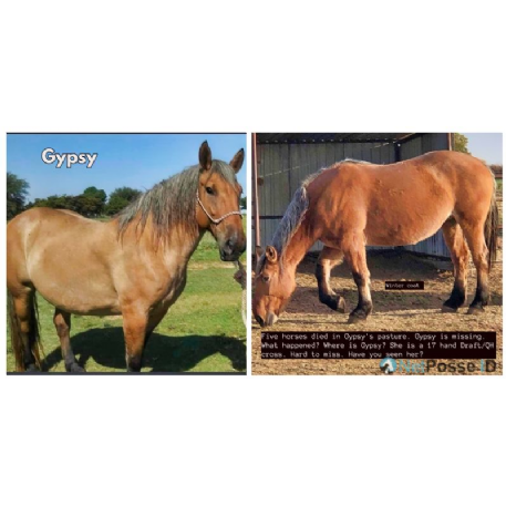 MISSING Horse - Gypsy