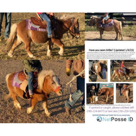 MISSING Horse - MiBe