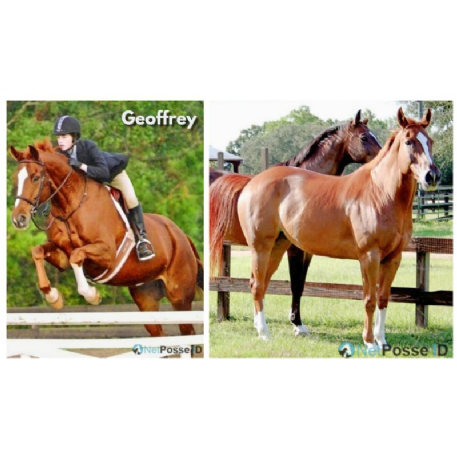 HORSE HISTORY - Geoffrey