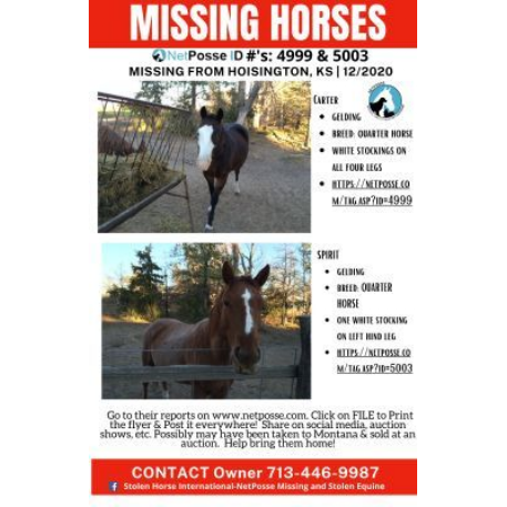 MISSING Horse - Spirit