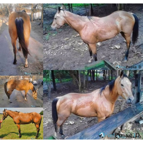 SEARCHING FOR Horse - CT Docs Anchor Jet